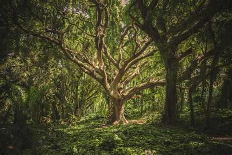 The Symbolic Meaning of the Burnt Tree: Representing Loss and Destruction