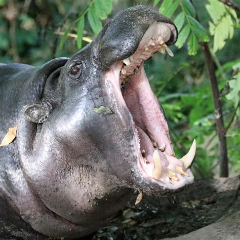 The Symbolic Meanings and Psychological Interpretations of Dreaming about Hippo Bites