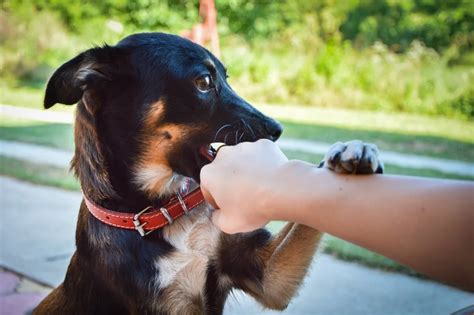 The Symbolic Meanings of Dreams about Canine Biting Thumb