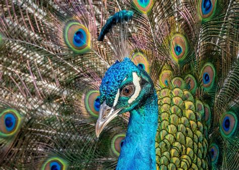 The Symbolic Meanings of Majestic Peafowl Plumage