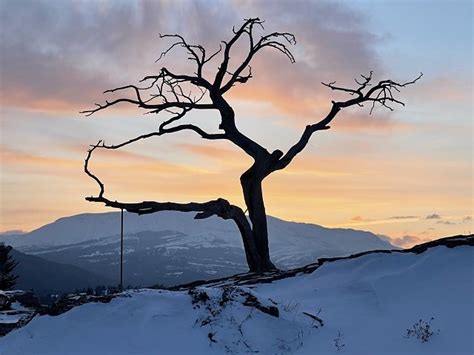 The Symbolic Power of Lifeless Tree Branches