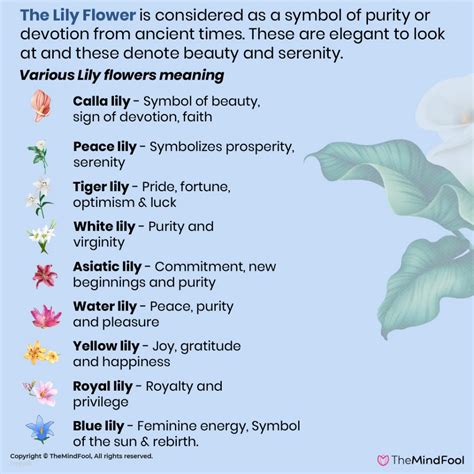 The Symbolic Power of White Flowers in Various Cultures