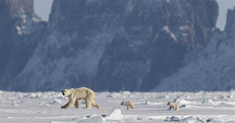 The Symbolic Power of the Arctic Giants