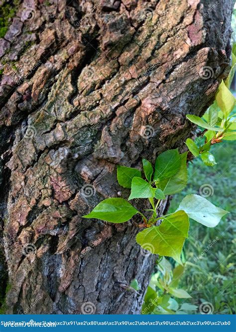 The Symbolic Representation of Growth and Rejuvenation in Dreams of Tree Bark