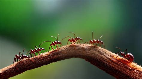 The Symbolic Significance of Ants in Dreams