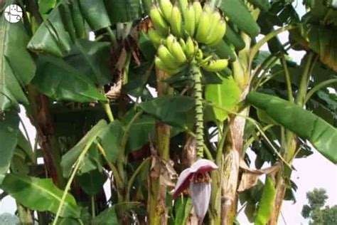 The Symbolic Significance of Bananas in Hindu Culture