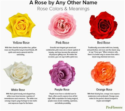 The Symbolic Significance of Dreaming about Roses