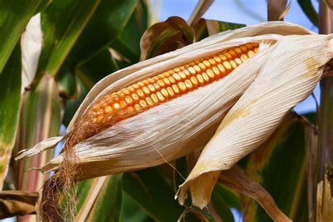 The Symbolic Significance of Dreaming of Receiving Corn