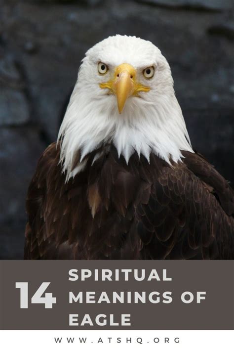 The Symbolic Significance of Eagles in Human Culture