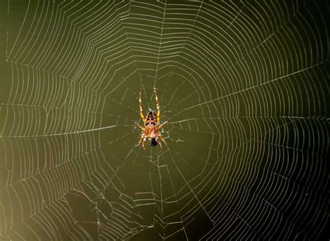 The Symbolic Significance of Encountering Spiders in the Bathroom