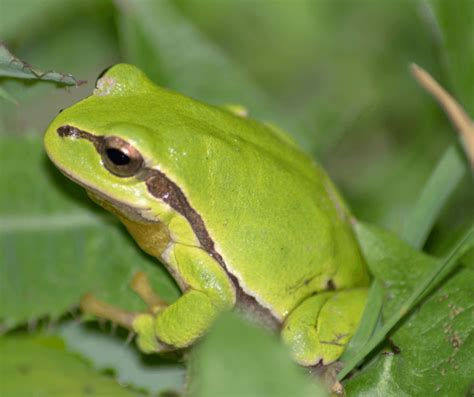 The Symbolic Significance of Encountering a Amphibian in the Commode