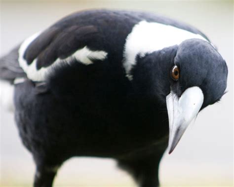 The Symbolic Significance of Encounters with Mischievous Magpies in Dreamscapes