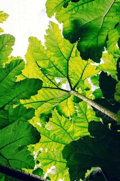 The Symbolic Significance of Grape Leaves in One's Dreams