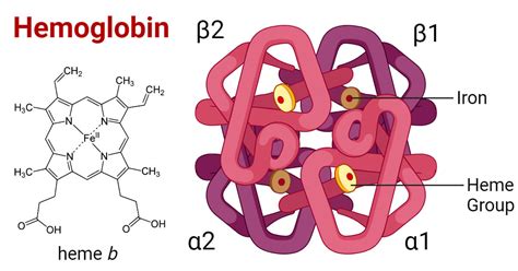 The Symbolic Significance of Hemoglobin in Dreams