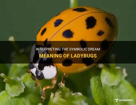 The Symbolic Significance of Ivory Ladybugs in Fantasies