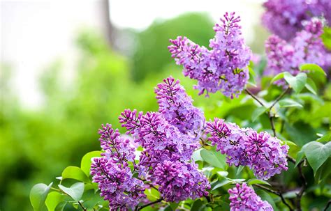 The Symbolic Significance of Lilac in Dreamscapes