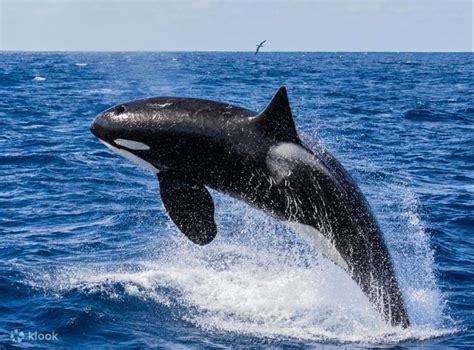 The Symbolic Significance of Orca Whales in Dream Imagery