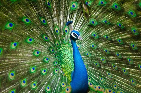 The Symbolic Significance of Peacock Plumage in Different Cultures