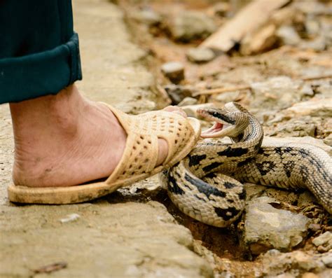 The Symbolic Significance of Snake Bite on Foot in Dream