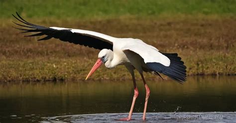 The Symbolic Significance of Stork Bird in Various Cultural Contexts