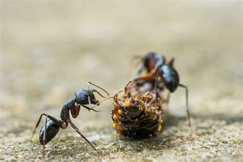 The Symbolic Significance of Tiny Dark Ants in Dreams