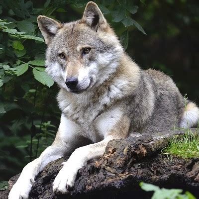 The Symbolic Significance of the Enchanting Gray Canis Lupus