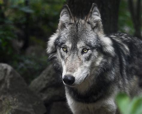 The Symbolic Significance of the Gray Wolf in Indigenous Cultures