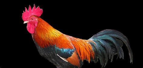 The Symbolic Significance of the Red Rooster in Signifying Resurrection and Renewal