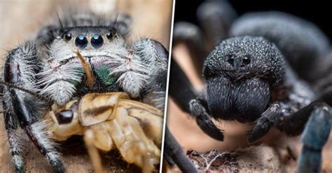 The Symbolism and Cultural Significance of the Enigmatic Azure Arachnid