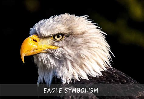 The Symbolism and Meaning of the Graceful Bald Eagle