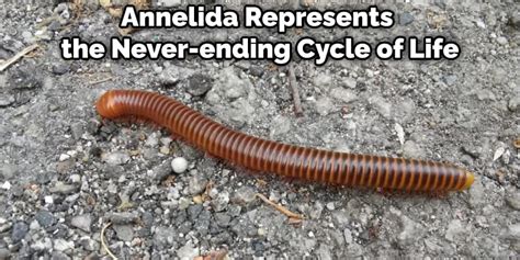 The Symbolism of Annelids in Dreams