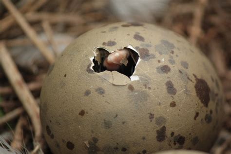 The Symbolism of Bird Eggs Hatching