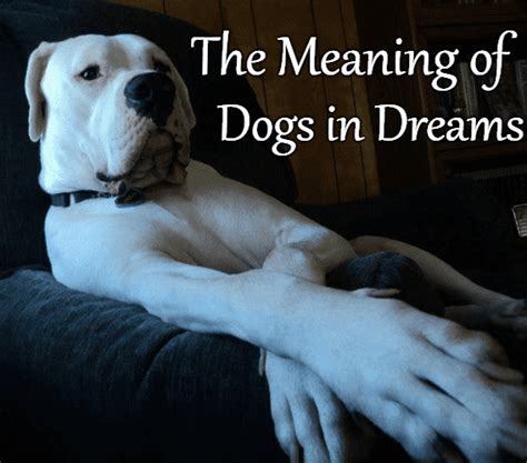 The Symbolism of Canines in Dreams