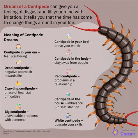 The Symbolism of Centipedes in Dreams