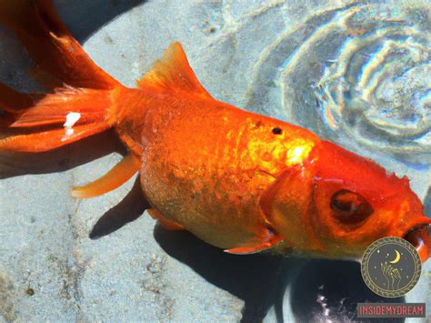 The Symbolism of Dreams About Receiving Goldfish as Pets