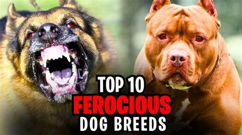 The Symbolism of Ferocious Canines