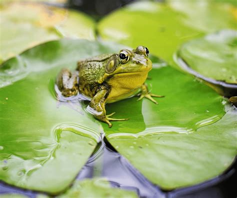 The Symbolism of Frogs in Your Dreams: Decoding the Messages from the Amphibious Beings