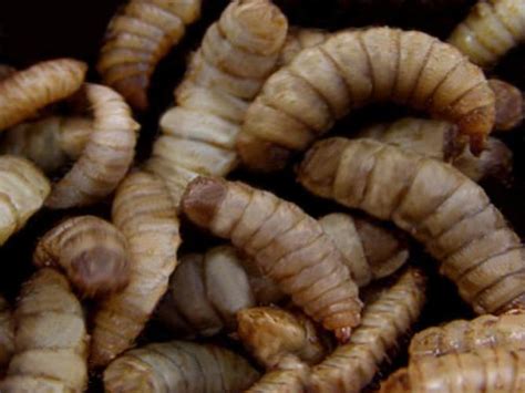 The Symbolism of Ingesting Larvae in Cuisine