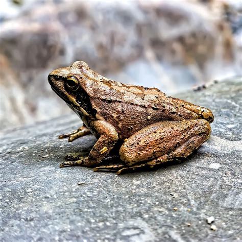 The Symbolism of Toads in Dreams