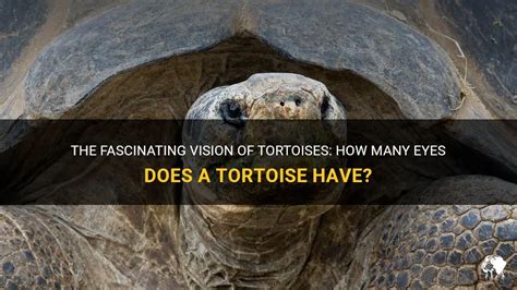 The Symbolism of a Fading Tortoise in Oneiric Vision