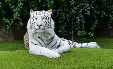 The Symbolism of the Majestic White Tiger in Visions