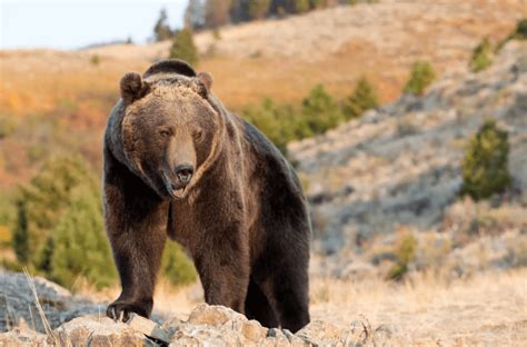 The Symbolism of the Mighty Grizzly: Insights into Dream Interpretation