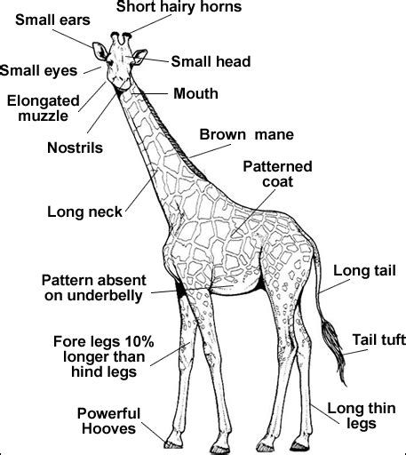 The Tall and Elegant Giraffe: Anatomy and Physical Characteristics