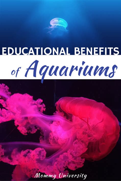 The Therapeutic Benefits of Aquarium Feeding