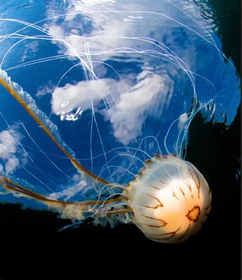 The Thrill of Exploring the Oceanic Playground With Majestic Marine Creatures