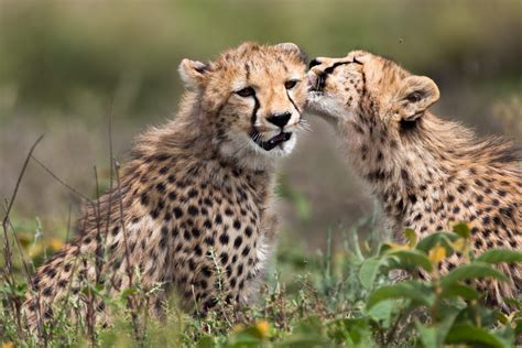 The Thrill of Spotting a Cheetah in the Wild