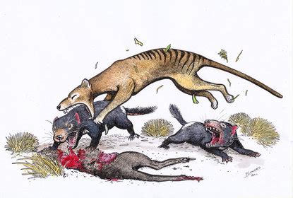 The Thylacine's Diet: Unveiling the Enigma of its Feeding Patterns