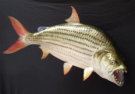 The Tiger Fish in Various Cultures