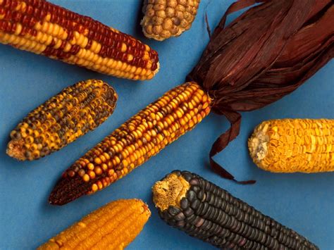 The Timeless Beginnings of Corn: Unraveling the Story of a Vital Crop