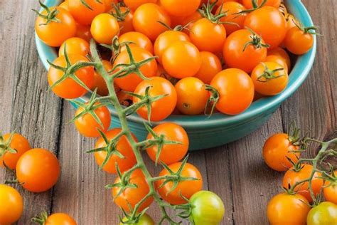 The Top Varieties for a Bountiful Tomato Harvest